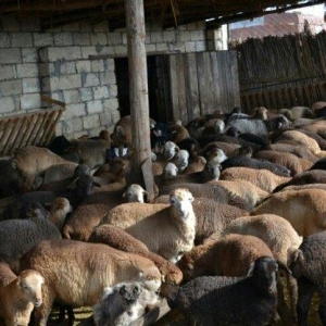 Ferma.Saatlı rayonunda.180 ha hektar torpaq sahesi.500 baş qoyun quzu.
