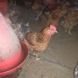 Salam binə qəsəbəsində xoruz və yumurtlayan 