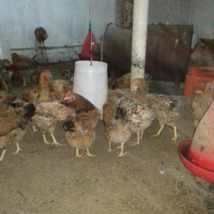 Salam binə qəsəbəsində xoruz və yumurtlayan toyuq satıram. Heyvanlar 8