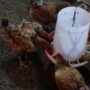 Salam binə qəsəbəsində xoruz və yumurtlayan toyuq satıram. Heyvanlar 8