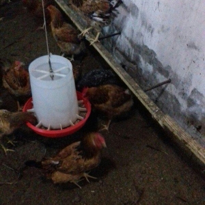 Salam binə qəsəbəsində xoruz və yumurtlayan toyuq satıram. Heyvanlar 8