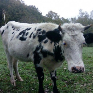 dogan inek satilir. etlik sudluk cins inek 1 qarin dogub. yuksek derec