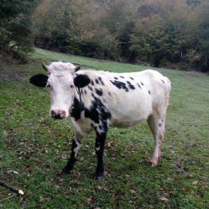 dogan inek satilir. etlik sudluk cins inek 1 qarin dogub. yuksek derec
