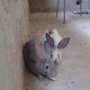 tam saglamdir saxlamaga yer yoxdur deye satiram her ikisi satilir 1 I