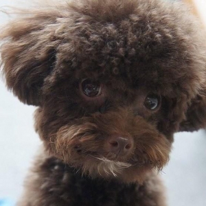 гуляю с собакой, только  мал