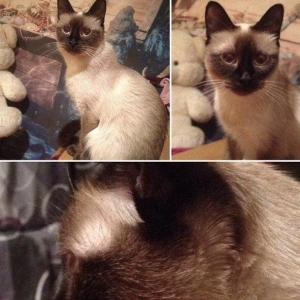 Siamski pi**** 2 yaşı var çantası tualeti yemeyi herşey üstünde yaxşı e