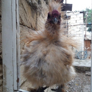 7 aylig tam saglam qizgin xoruzdular real aliciya 