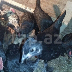 yaponka fərələr 3-4aylıq.üp ədəddir hamısını alana 1ni 6manatdan .yək