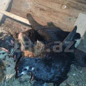 yaponka fərələr 3-4aylıq.üp ədəddir hamısını alana 1ni 6manatdan .yək