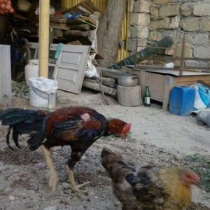 Heyrati tac pipiy. 11 ayligdi. Cutu 350azn. Temiz barama ilə barter ed