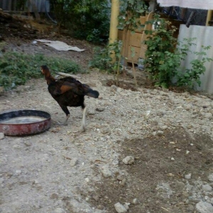 Heyrati tac pipiy. 11 ayligdi. Cutu 350azn. Temiz barama ilə barter ed