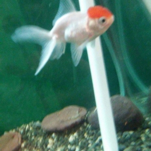 oranda bqırmizi papaq 10 manata 1 ədəd qalıb öz şəklidi