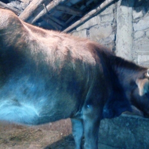 180 kqliq disi dana satilir. Yas yarimindadir. Qisirdir. 1800 e