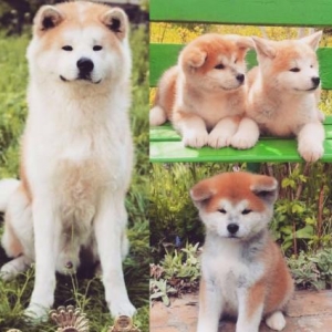 Akita İnu- bala akita 900$ ,Ukraynadan sifarişl�