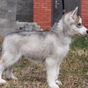 Sibirski xaski-450$+çempion balaları,sərgi itl�