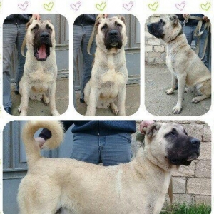 Bu itlar cins itlardir. Hamisi satilir. Atrafli za