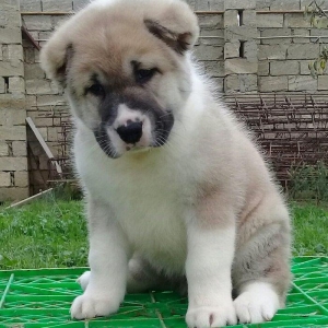 Bu itlar cins itlardir. Hamisi satilir. Atrafli zang edin. Va ya whats