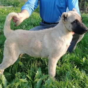 Bu itlar cins itlardir. Hamisi satilir. Atrafli zang edin. Va ya whats