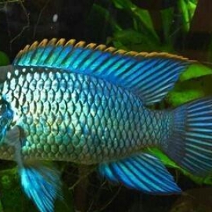 Nannakara neon blue. cox gozel baliqdlr. cutu 30 m