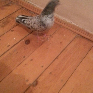 EBRES .Maya kekili on yedi. Erkey on bes erkeyin basinda birez eyriliq