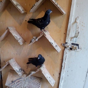 kitayski çayka tek 12-azn  paqonnu çillər  razilaşma yoluyla satilir 0