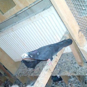 kitayski çayka tek 12-azn  paqonnu çillər  razilaşma yoluyla satilir 0