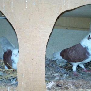 kitayski çayka tek 12-azn  paqonnu çillər  razilaşma yoluyla satilir 0