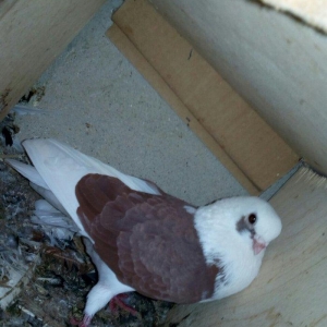 kitayski çayka tek 12-azn  paqonnu çillər  razilaşma yoluyla satilir 0