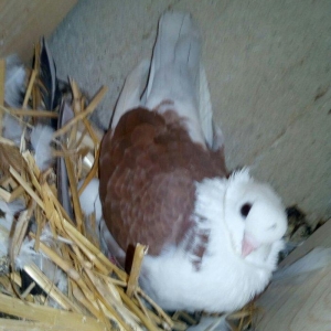 kitayski çayka tek 12-azn  paqonnu çillər  razilaşma yoluyla satilir 0