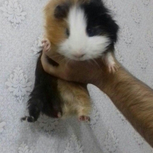 Morskaya svinka  satilir. Erkekdir tam saglam ve temizdir ele oyrencel