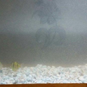 Akvarium  mator, icinin dasi ,isiq  eni21sm  hundurluyu 29 uzunlugu 44