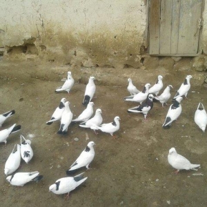 goyercinler Goranboy rayon Baxcakurd kendindedi wekilde gorduyunuz kim