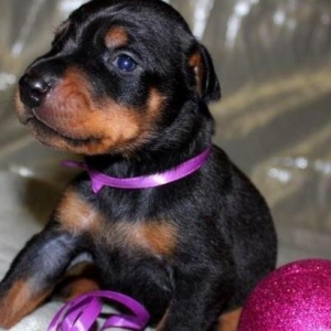 Sifarişlə radaslovonnu doberman balaları 600$+. 7-10 gün ərzində ukray