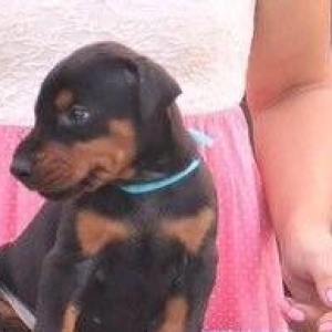 Sifarişlə radaslovonnu doberman balaları 600$+. 7-10 gün ərzində ukray