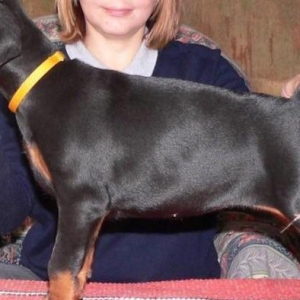 Sifarişlə radaslovonnu doberman balaları 600$+. 7-10 gün ərzində ukray