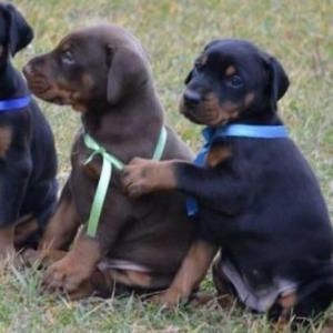 Sifarişlə radaslovonnu doberman balaları 600$+. 7-10 gün ərzində ukray
