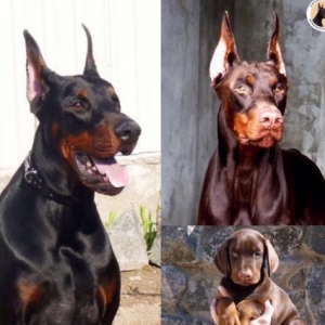 Sifarişlə radaslovonnu doberman balaları 600$+. 7-10 gün ərzində ukray
