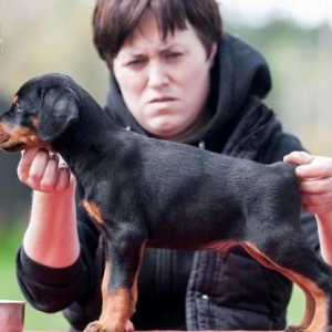 Sifarişlə radaslovonnu doberman balaları 600$+. 7-10 gün ərzində ukray