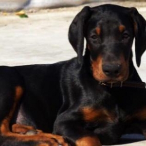 Sifarişlə radaslovonnu doberman balaları 600$+. 7-10 gün ərzində ukray