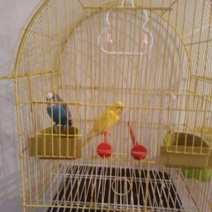 Iki papuqay biri erkek biri dishi. Hec gormediyini