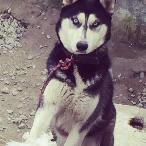 Salam temiz xaski balaları satlır 45 günlük qurd dermanı verlib 1 ci p