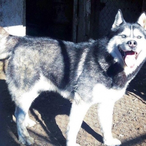 Salam temiz xaski balaları satlır 45 günlük qurd dermanı verlib 1 ci p