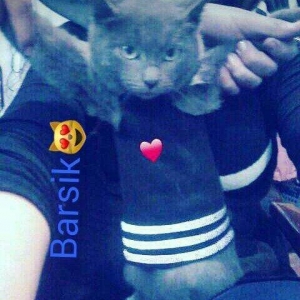 Rusakaya qalubaya paroda adlanan boz piwik satiram cox sakit ve mehrib