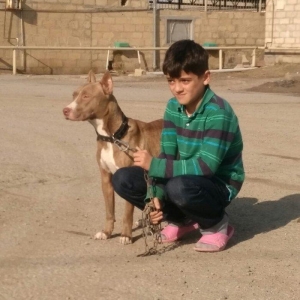 Pitbull Red Nose satlir 1 yas 7 ayligdir bir qarin