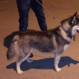 Salam. Tam saglam 8 ayliq  erkek xaski. Kim istese