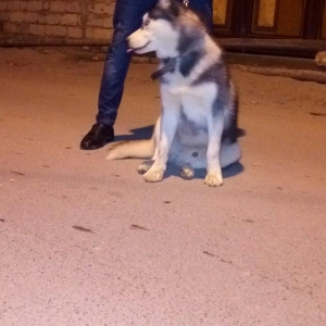 Salam. Tam saglam 8 ayliq  erkek xaski. Kim istese ite gorusub baxada