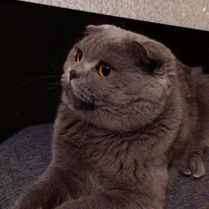 Шикарный шотландский вислоухий котик ищет хорошенькую кошечку на вязку