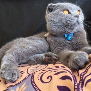 Шикарный шотландский вислоухий котик ищет хорошенькую кошечку на вязку