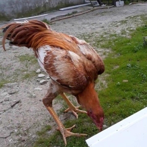 7 ayi teze tamam oldu 8 e kecdi heyvan baresinde n