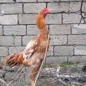 7 ayi teze tamam oldu 8 e kecdi heyvan baresinde nese yazmaga ehtiyac